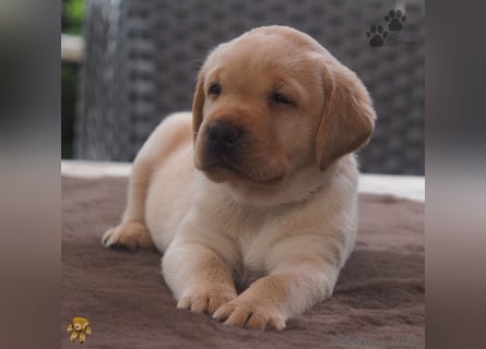 Traumhafte Labrador Welpen in Schwarz und Gelb suchen ein liebevolles Zuhause!