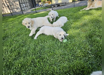 Reinrassige Golden Retriever Welpen