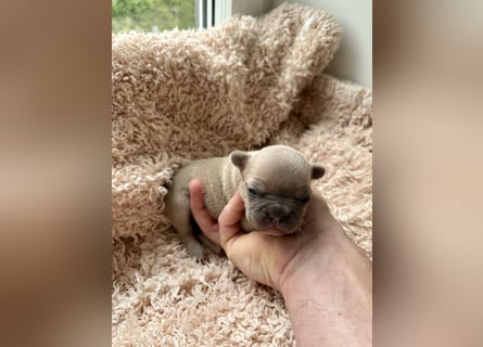 Gesunde Sportliche Französische Bulldoggen aus Familienzucht!