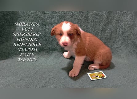 Border Collie-Welpen , black-,choco-,red-white und red-,black-merle