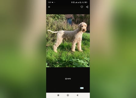 Wunderschöne Labradoodle Welpen