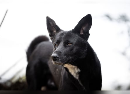 Canaan Dog-Welpen (Kanaan-Hund)
