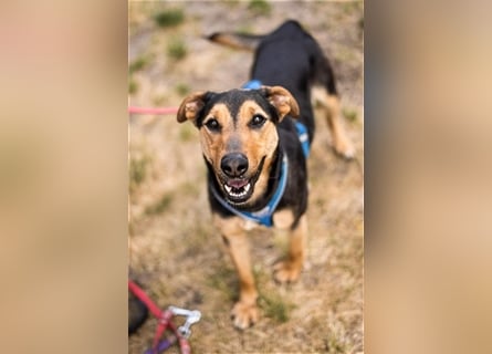 Zuckersüße Tierschutzhündin Zuma sucht Pflegestelle oder zu Hause.