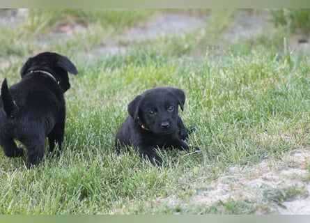Labrador Welpen