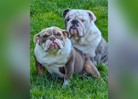 english Bulldogwelpen (Wurfankündigung)