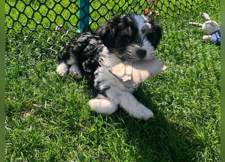 Tibet Terrier Hündin