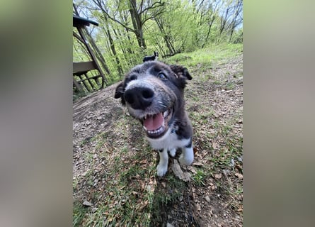 Border collie