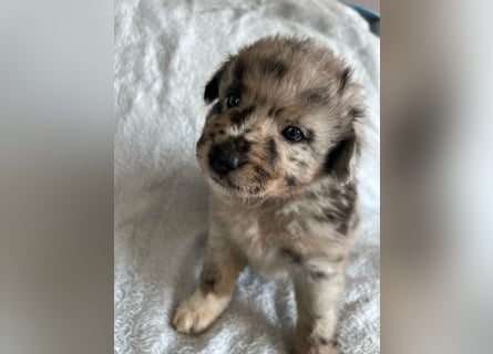 Süße Border Collie -Mudi mix Welpen
