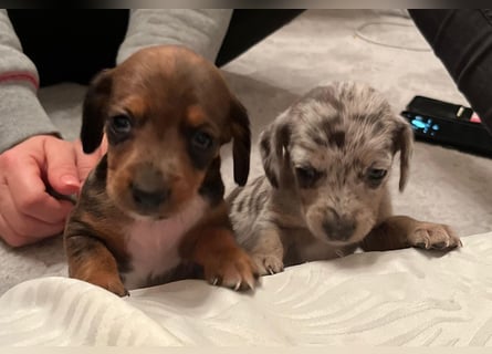 Zuckersüße Jack Russel- Dackel Welpen in liebevolle Hände abzugeben !