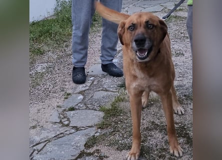 Billy - wird er noch einmal über Wiesen laufen?