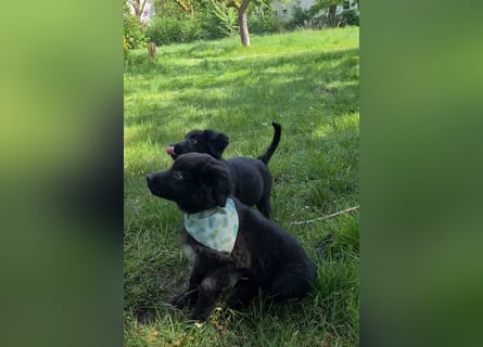 Auszug..Aussiedor F1 Familien und Therapiehund Labrador x Australien Shepherd