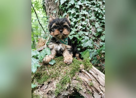 Yorkshire Terrier Biro Rüde
