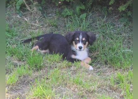 Super schöne Miniature Australian Shepherd Schmusebärchen aus liebevoller Hausaufzucht .