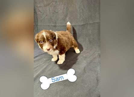 8 Australian Sheperd Welpen