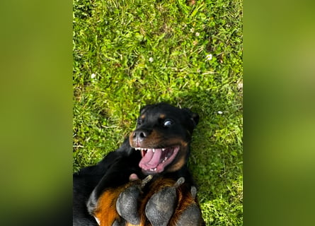 Rottweiler Welpe