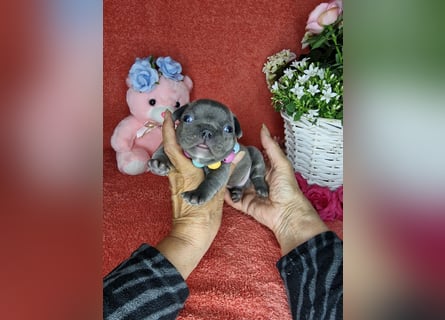 Französische Bulldogge Welpen in Leuna