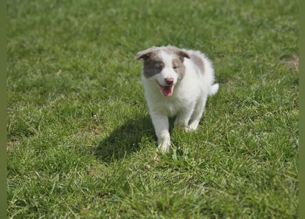 Border Collie Welpen -  Rüden