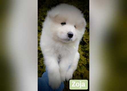 Einzigartige Samojede Welpen