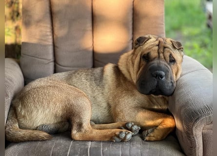 Bullpeiwelpen, Mischling aus englischer Bulldogge und Sharpei/Shar-Pei