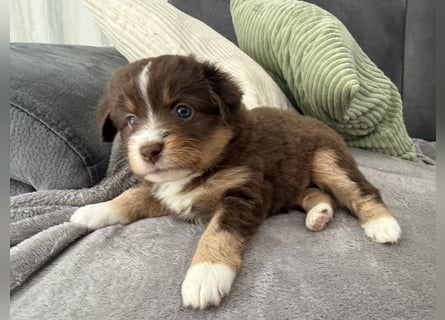 Mini Australien Shepherd Welpen