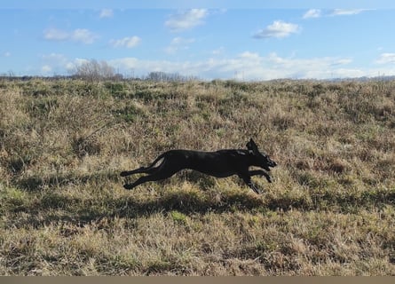Braque d'Auvergne (Auvergne Vorstehhund) Welpe