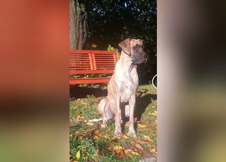 Deutsche Doggen Welpen US Linie Sonderfarben