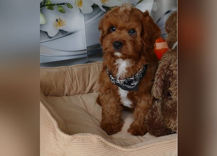 Wunderschöne Cavapoo Welpen F1 (Toypudel/Zwergpudel + Cavalier King Charles Spaniel) mit Ahnentafel