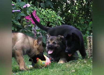 Schäferhund, Welpen, gerader Rücken, SV Papiere