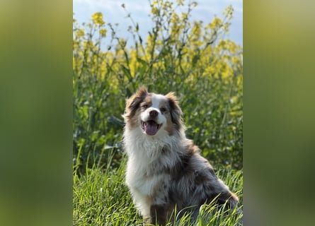 Liebenswerter Familienhund Maex sucht neues Zuhause