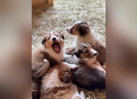 Colliewelpen suchen ein Zuhause!