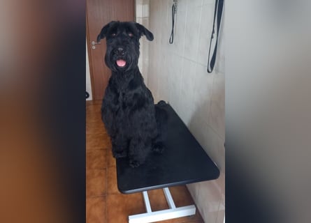 Riesenschnauzer Schwarz