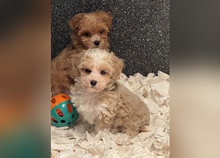 Schocolade farbige sehr schöne Welpen Maltipoo/mini Doodle
