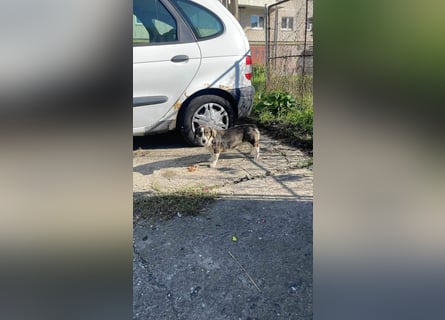 Dackelchen Mia und Emmi wollen nicht getrennt werden