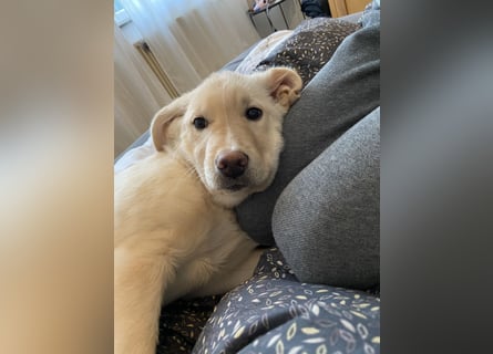 Hollybaby sucht Zuhause  ungeimpft