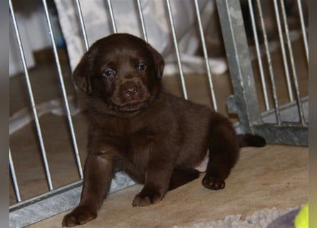 Unsere bildhübschen, vitalen Labradorwelpen sind gelandet!