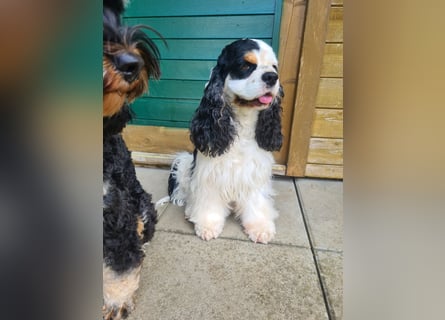 Luna, unsere Cockerhündin, 4 1/2 Jahre alt, sucht liebevolle Familie