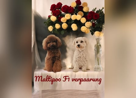 Maltipoo F 1 Welpen