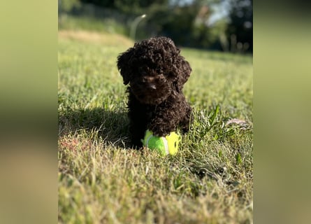 Lagotto Romagnolo – Hochwertige Welpen aus der registrierten Zuchtstätte King of the Truffles