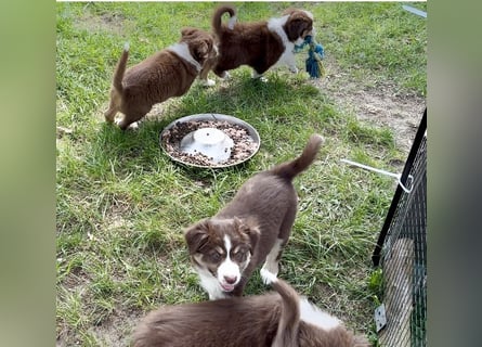 Australian Shepherd Welpen braun/redtri (Minimix/Reinrassig)+ Gesundheitszeugnis