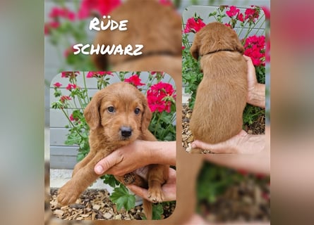 Labradoodle und Goldendoodle Mini/ Medium Welpen in verschiedenen Farben