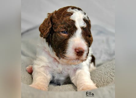 Lagotto Romagnolo Welpen mit LRWD e.V./ VDH Papieren
