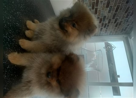 Pomeranian Boo Zwergspitz