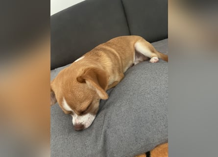 Chihuahua Havaneser Mix Welpen