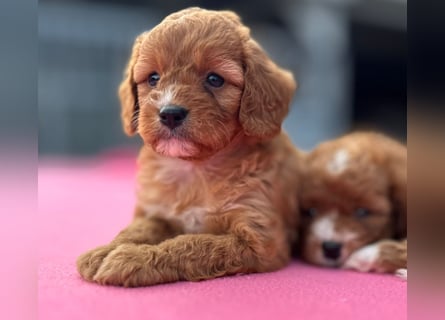 Exklusive Maltipoo Welpen im Red Apricot in Liebevolle Hände abzugeben Malteser/Pudel