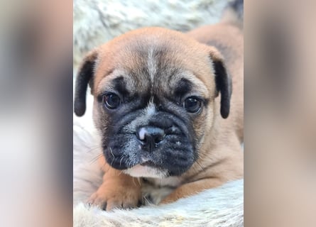 Allerliebste FROPS Kinder (Französische Bulldogge und Mops)