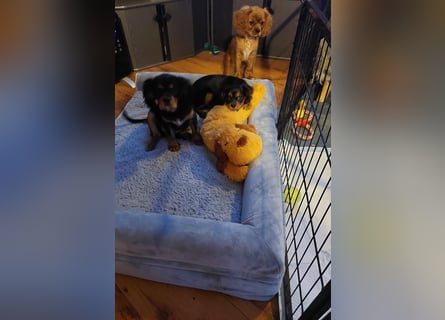 Kavalier king charles spaniel Welpen