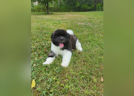 Amerikanische Akita