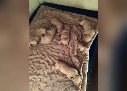 Magyar Vizsla Welpen