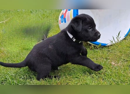 Labrador-Mix Welpen