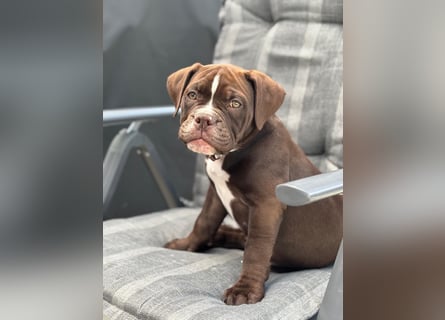 OEB mix Bulldoge old english bulldog